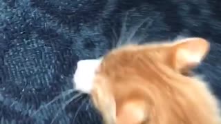 Cat trying to get ham