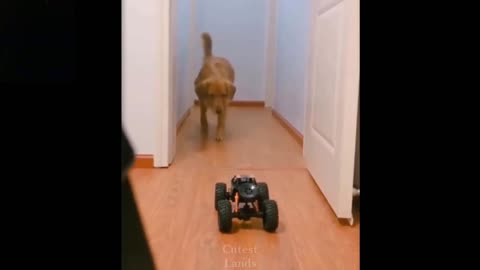 The Dog Was Scared By The Remote Control Car (Laugh Together)