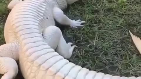 SUPER RARE ALBINO ALLIGATOR 😲🐊