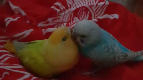 Blue Parakeet and Yellow African Love Bird Kissing Affectionately