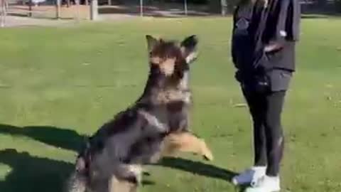 training time German Shepherd hot video dog Lifestyle