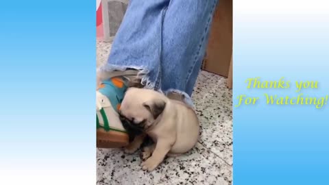 Pets Funny and Cute Compilation