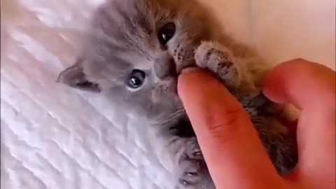 Funny Cute Cat #cutecatShorts #funny #funniest#animal #pets #angrycat #Cat1.mp4