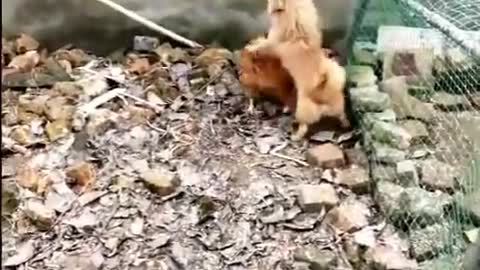 Chicken VS Dog Fight - Funny Dog Fight Videos #12