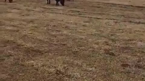 Herd dog scared of livestock