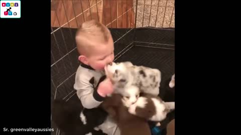Video of Cute dog - The dog's reaction to the baby for the first time is super fun