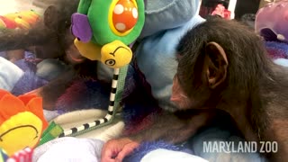 Baby chimp starts to notice her reflection in the mirror