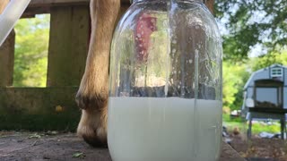 Morning Milking at Paradise Swamp Farm