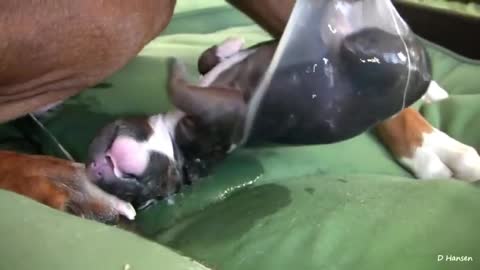 Amazing Puppies Birth