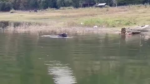 Fishing fish get buffalo