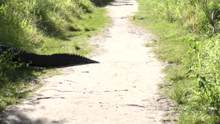 Large american alligator crossing a trail in Florida park