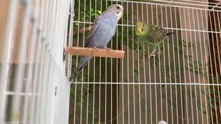 Cute pet birds singing their hearts out