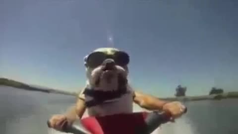 Funny Dog Jet skiing...training ....