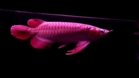 Arowana super red