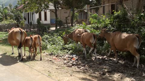 Herd Of Cow Back From Farm On Road ' Cow Lead Way '