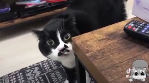 Hilarious talking cat