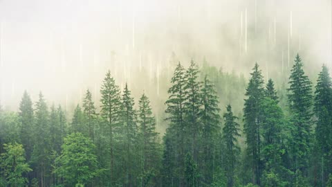 Rain with Birds of the forest for deep sleeping, meditation/ Lluvia con aves del bosque para Dormir.