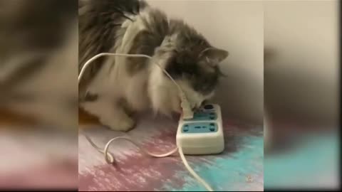 In this video a cat is putting the electric wire in the board with his hands.