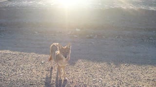 Coyotes chasing our car in Death Valley! MUST SEE!