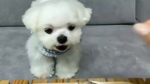 Cute baby dog loves to eat all day