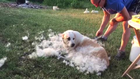 How I trim my dog