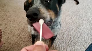 Dog lollipop