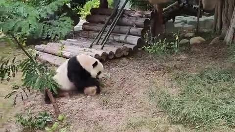 Giant panda troublemakers
