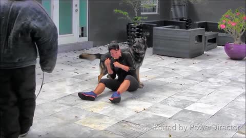 The Best Protection Dogs..... have Ultimate control ( Part 1 )