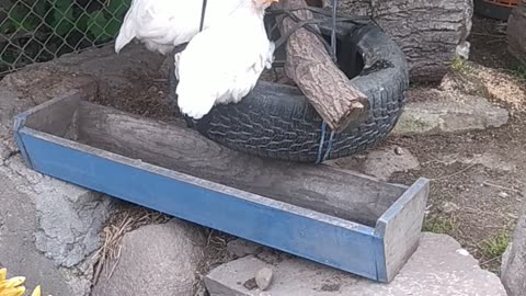 Good morning with happy free range chickens 🐔🐣🐓💚