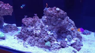 90 Gallon Reef - 6 Months