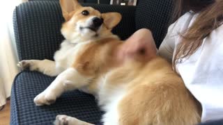 Brown corgi getting massaged while on sofa