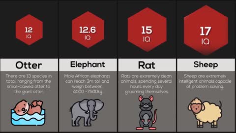 Comparison: Animal Intelligence