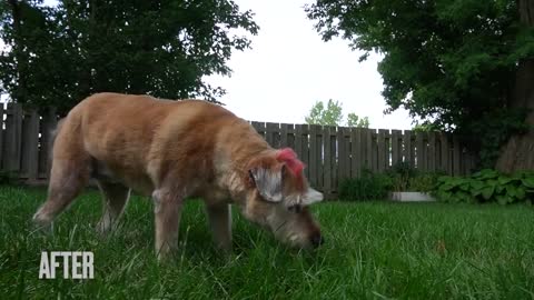 This Dog Can Change Its Colour !!