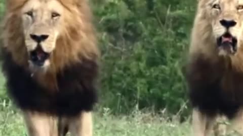 Is he the King everywhere? #lions #kingofthejungle #africa #jungle #savana