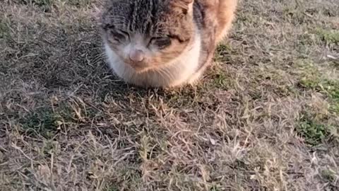 Cat 🐈 Video By Kingdom of Awais