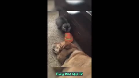 Funny Animal Videos 🤣 Funniest Cats and Dogs Videos 2024 😅