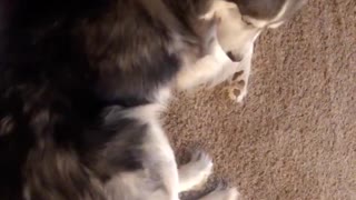 Husky furious he can't eat other dog's dinner, throws tantrum