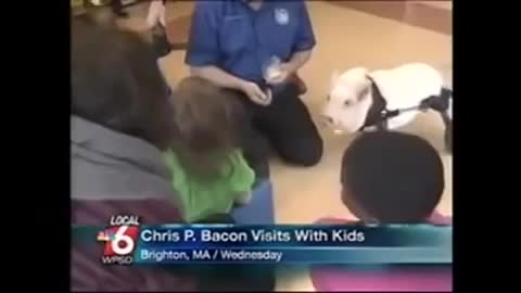 Moderator laughs at cute pig. Can´t stop laughing