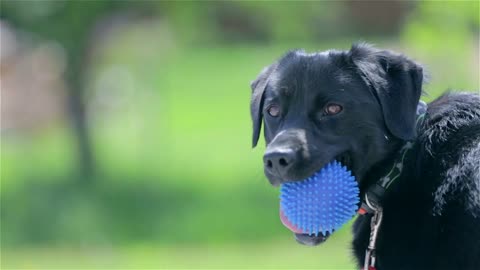 Black dog with blue ball in mouth looking around