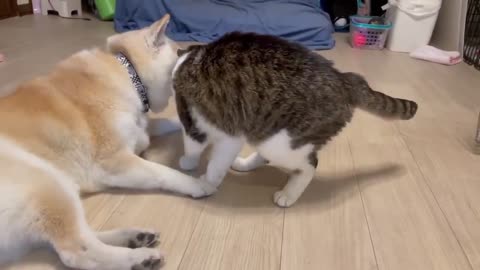 Sometimes Cat And Dog Don't Fight Each Other