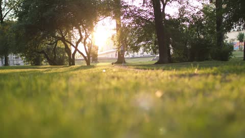 Beautiful Girl Walking With Her Small Dog In The City Park And Using Smartphone