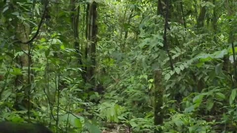Amazon the World's Largest Jungle | Tropical Rainforest