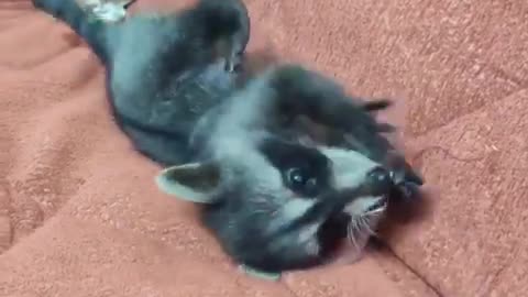 Funny little raccoon