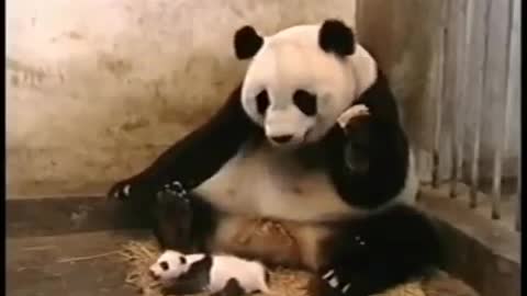 A very funny little panda's video 🙈😂