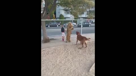 Human dressed in a dog costume at the dog park