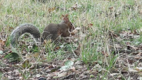 A Cute animal eating in the field