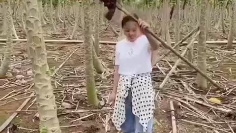 The papaya garden is ripe until the harvest season