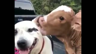 Cow Play in The Ear of The Dog in The Car