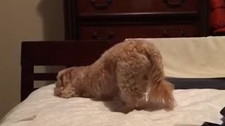 Golden dog lays on bed with bottom in the air