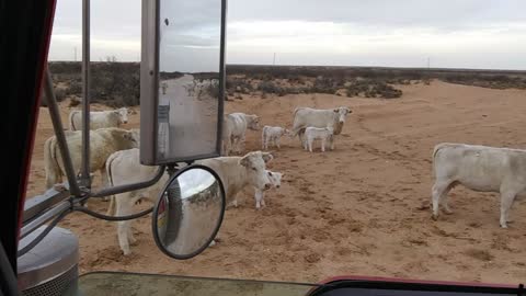 Cute Cows Cause Slow Commute